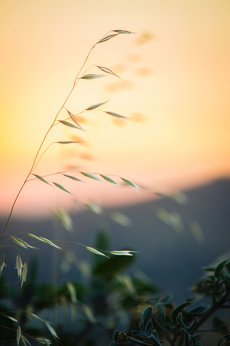 green, leaf, plant, nature, blur, outdoor, garden, sky, sunset HD wallpaper