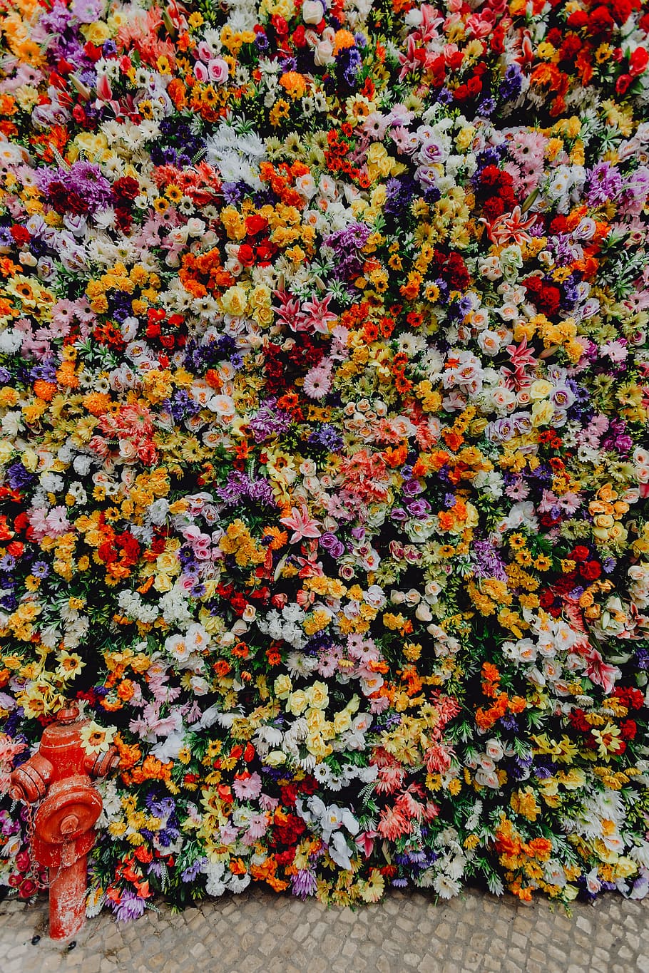 Fest Santo Antonio - Various color flower background wall - Museu de Lisboa, Lisbon, Portugal, HD wallpaper