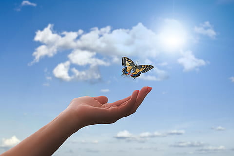 hand, butterfly, clouds, flying, dom, faith, meditation, sun HD wallpaper