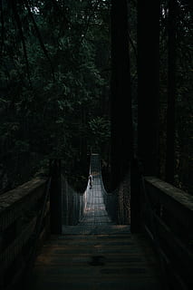 man standing at middle of hanging bridge, person, tree, forest HD wallpaper
