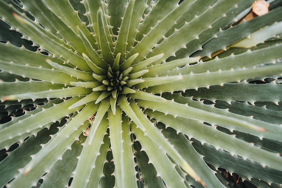 green plant, green color, growth, succulent plant, full frame HD wallpaper