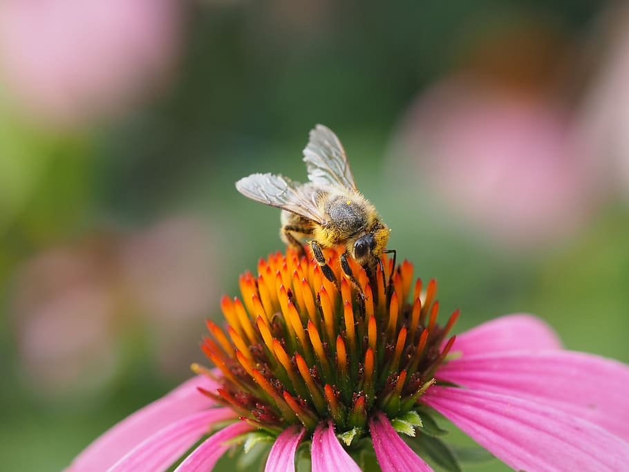 bee, insect, nature, honey bee, pollen, flower, close up, blossom HD wallpaper
