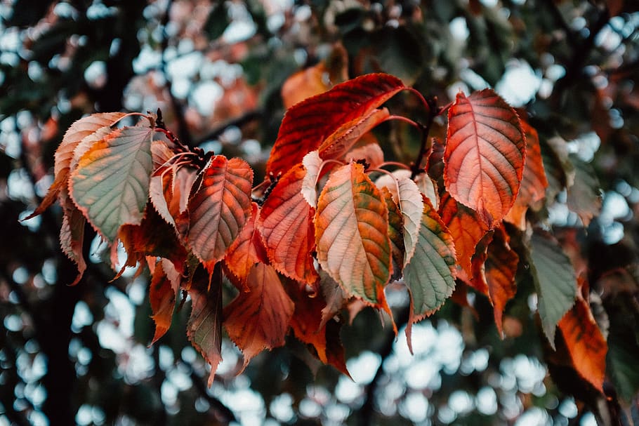 red leaf during daytime, plant, close-up, plant part, nature HD wallpaper