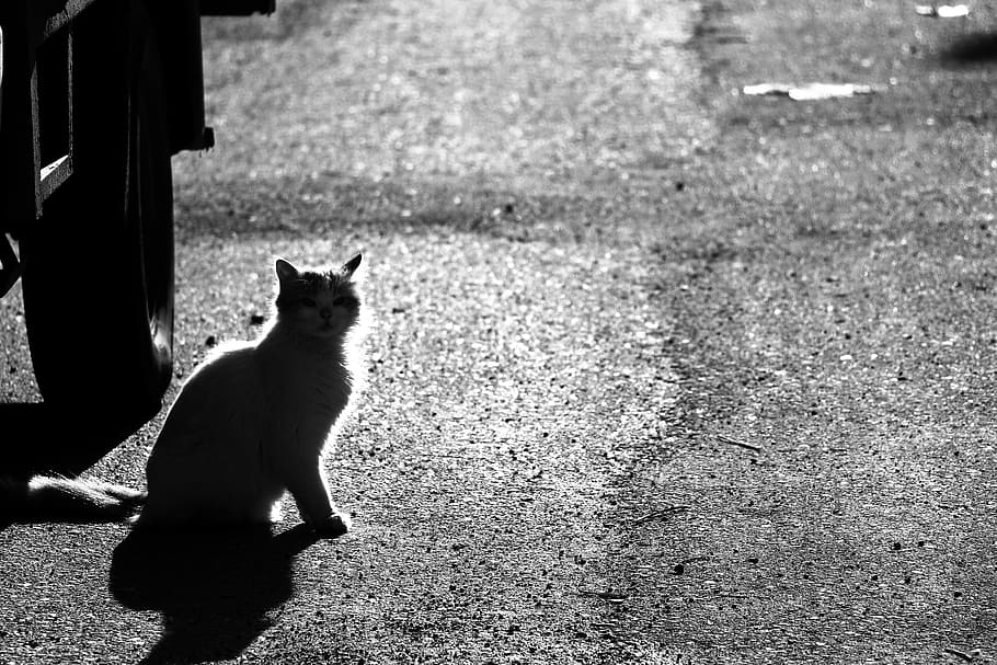 silhouette cat on road, one animal, mammal, domestic, pets, domestic cat HD wallpaper