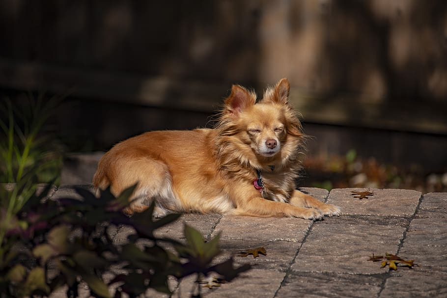 pet, dog, cute, sleeping, canine, brown, sweet, one animal HD wallpaper