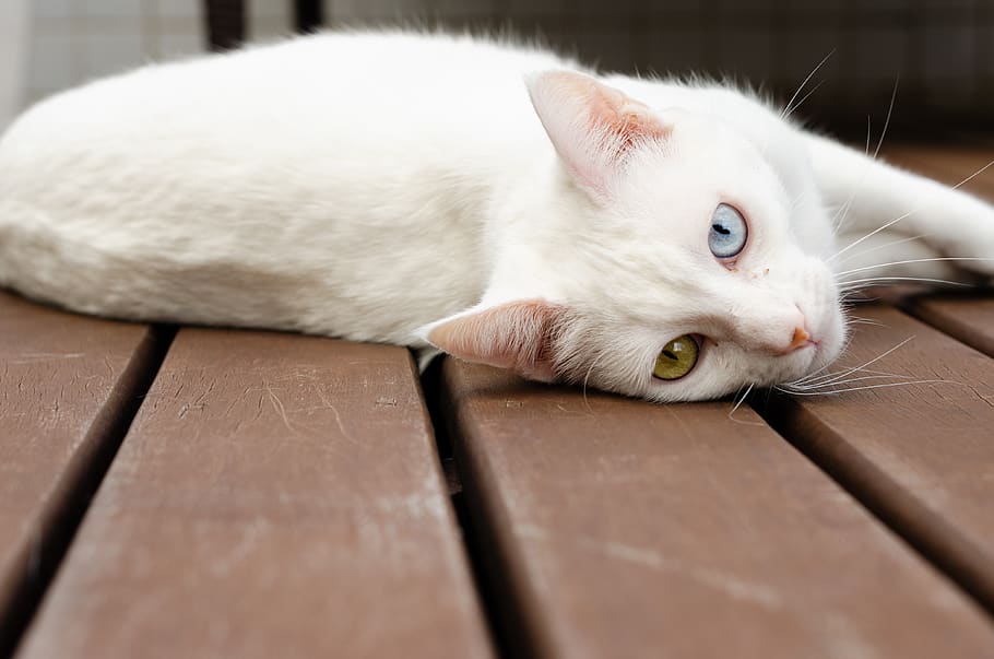 brazil, curitiba, domestic, pets, animal themes, one animal HD wallpaper