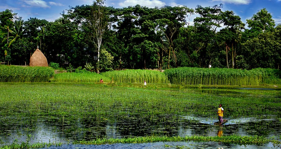 bangladesh, lake, boat, tree, plant, green color, one person, HD wallpaper
