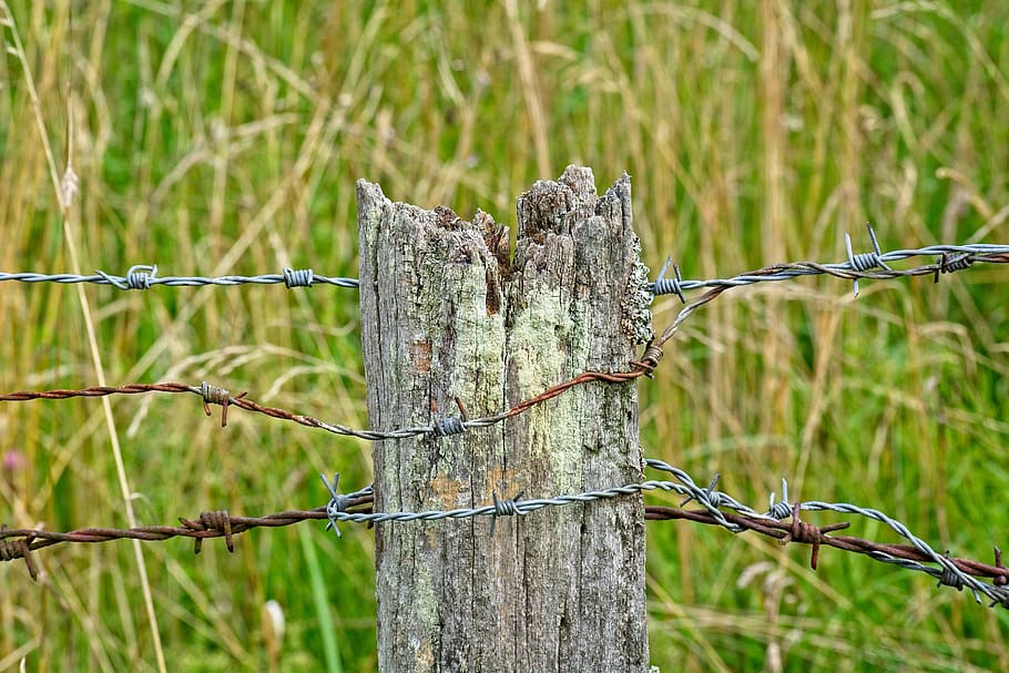 barbed wire, post, old, pile, fence, demarcation, nature, wooden posts HD wallpaper