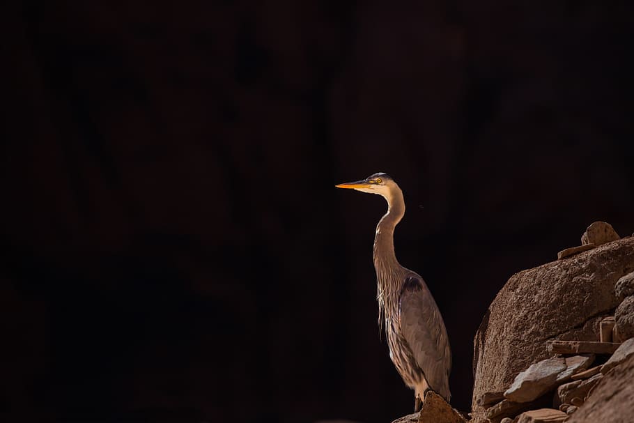 white bird, animal themes, one animal, animal wildlife, animals in the wild HD wallpaper