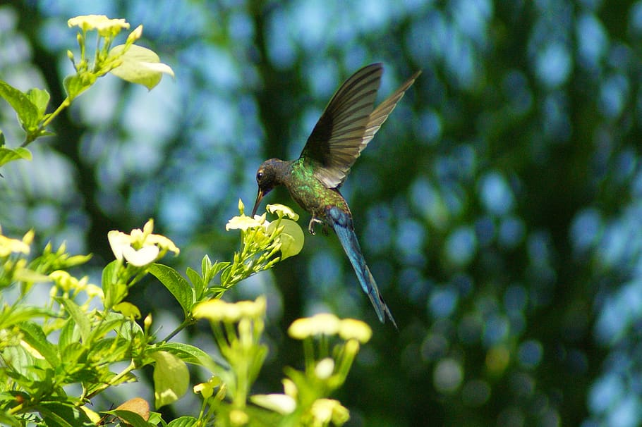 brazil, barretos, animals in the wild, animal wildlife, flying HD wallpaper