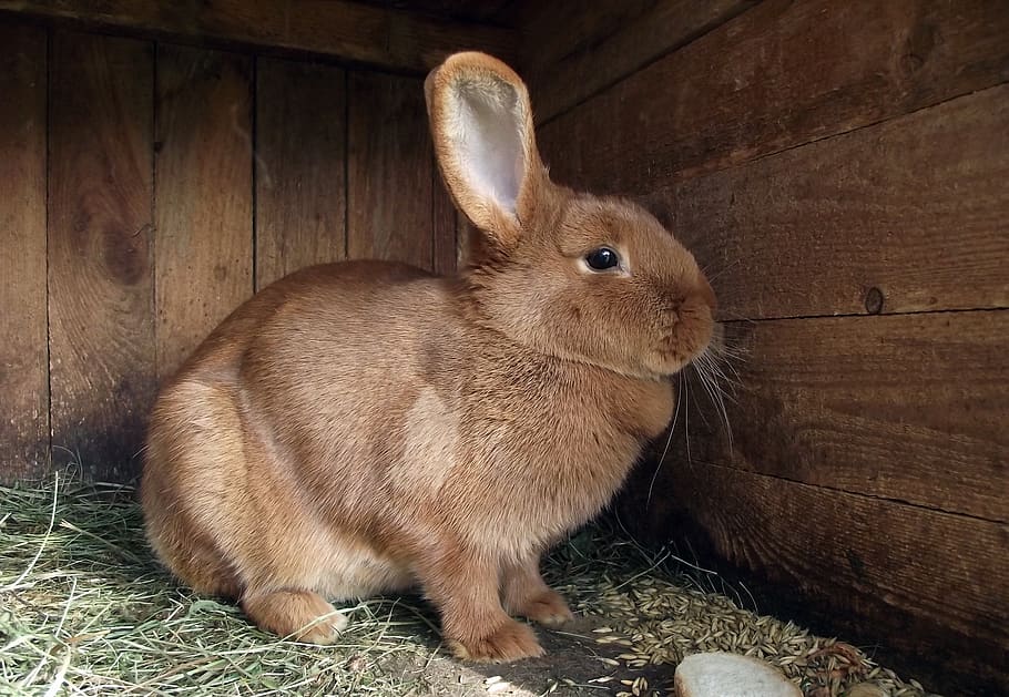 charming, mammals, animals, rabbit - animal, animal themes HD wallpaper