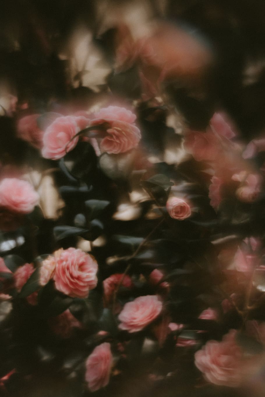 pink roses, beauty in nature, plant, flower, pink color, flowering plant HD wallpaper