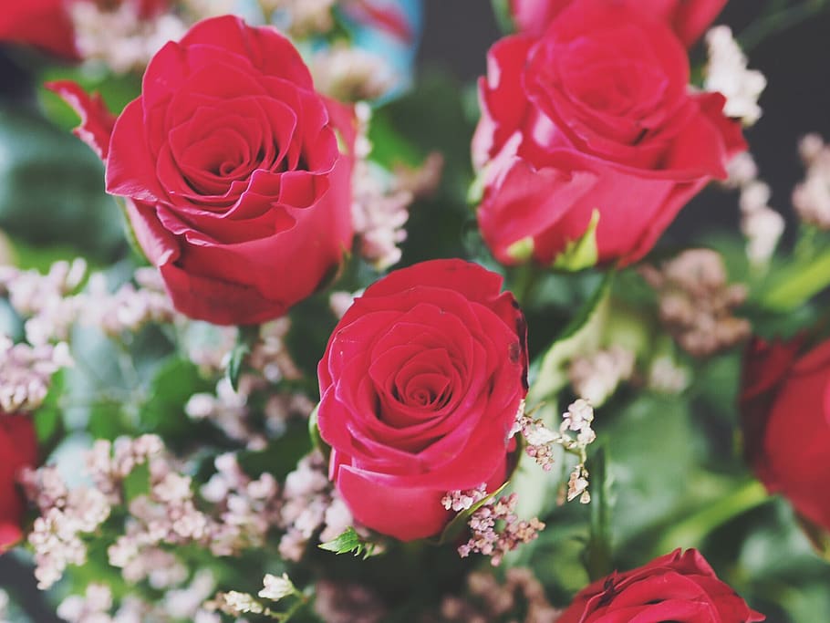 flower, rose, roses, flowering plant, vulnerability, beauty in nature HD wallpaper