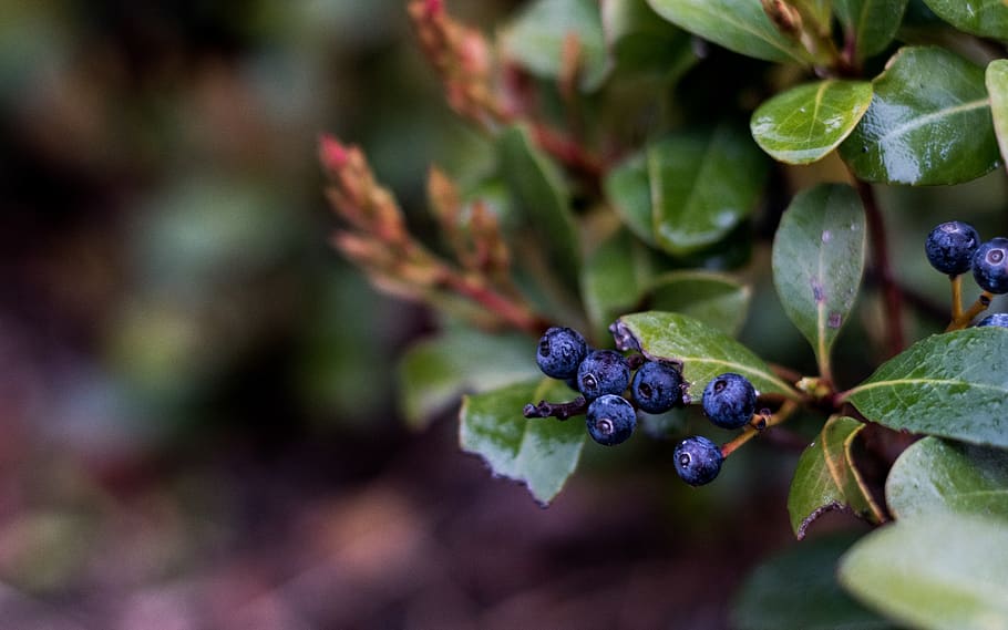 blueberry plant, fruit, healthy eating, freshness, food and drink HD wallpaper