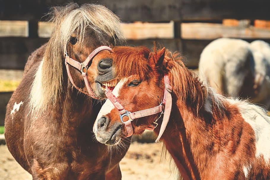 pony, horses, pair, smooch, play, funny, animal, seahorses HD wallpaper