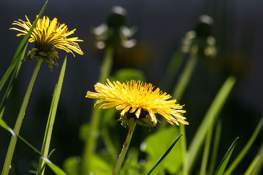 Bokeh Shot of Yellow Flower during Daytime, bloom, blossom, dandelion HD wallpaper