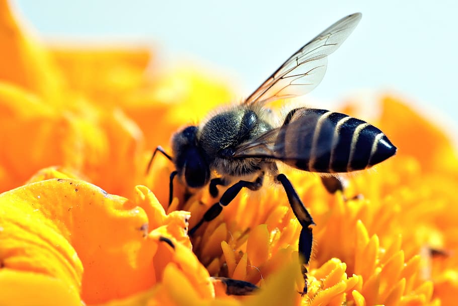honeybee, apis, pollination, macro, insect, honey bee, nectar collection HD wallpaper