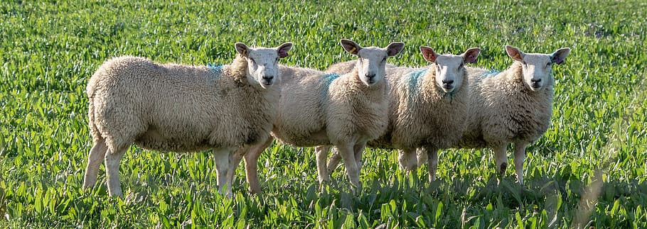 sheep, meadow, animals, wool, nature, pasture, flock of sheep HD wallpaper