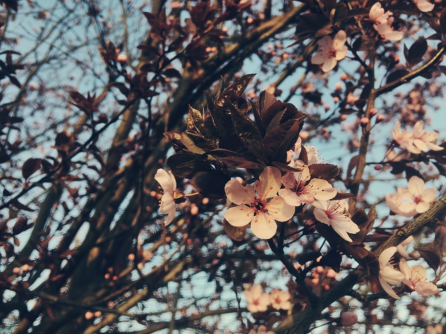 blossom spring flowers cherry