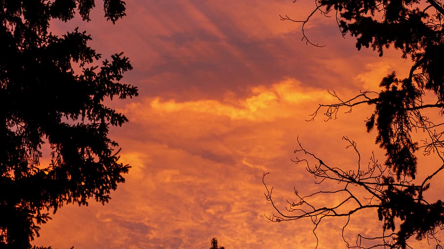 canada, canmore, tree, sunset, silhouette, sky, cloud - sky HD wallpaper