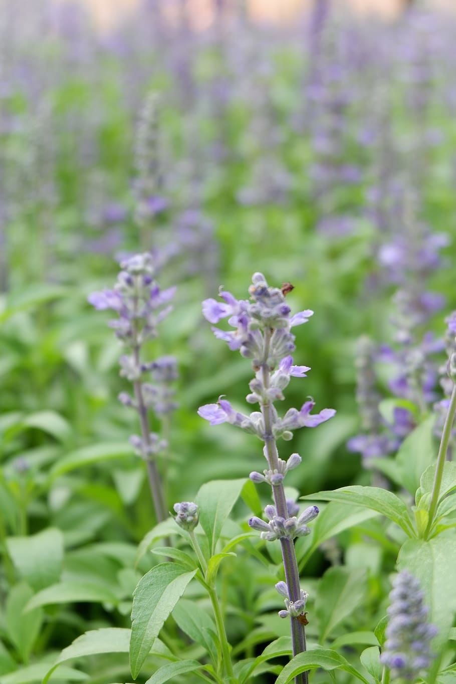 lavender, flower, violet, nature, plant, garden, flora, flowering plant HD wallpaper