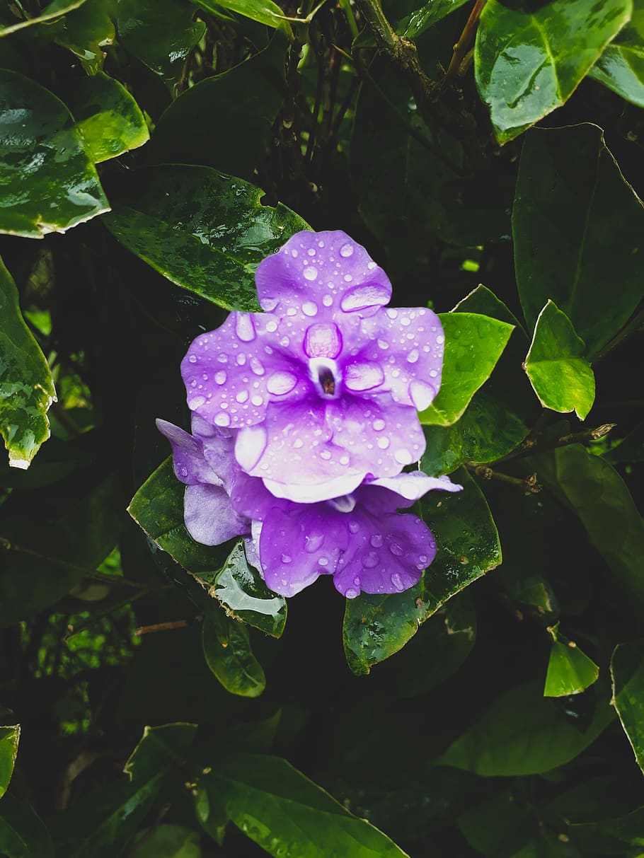 plant, beauty in nature, growth, flowering plant, petal, fragility HD wallpaper