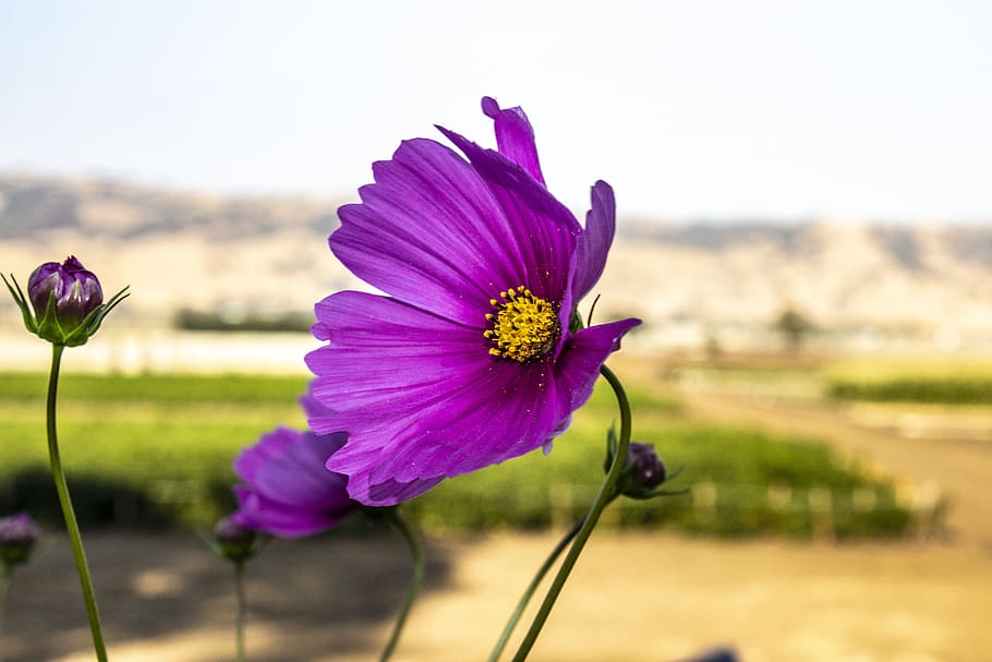 flower, nature, bloom, plant, spring, outdoor, blossom, garden HD wallpaper