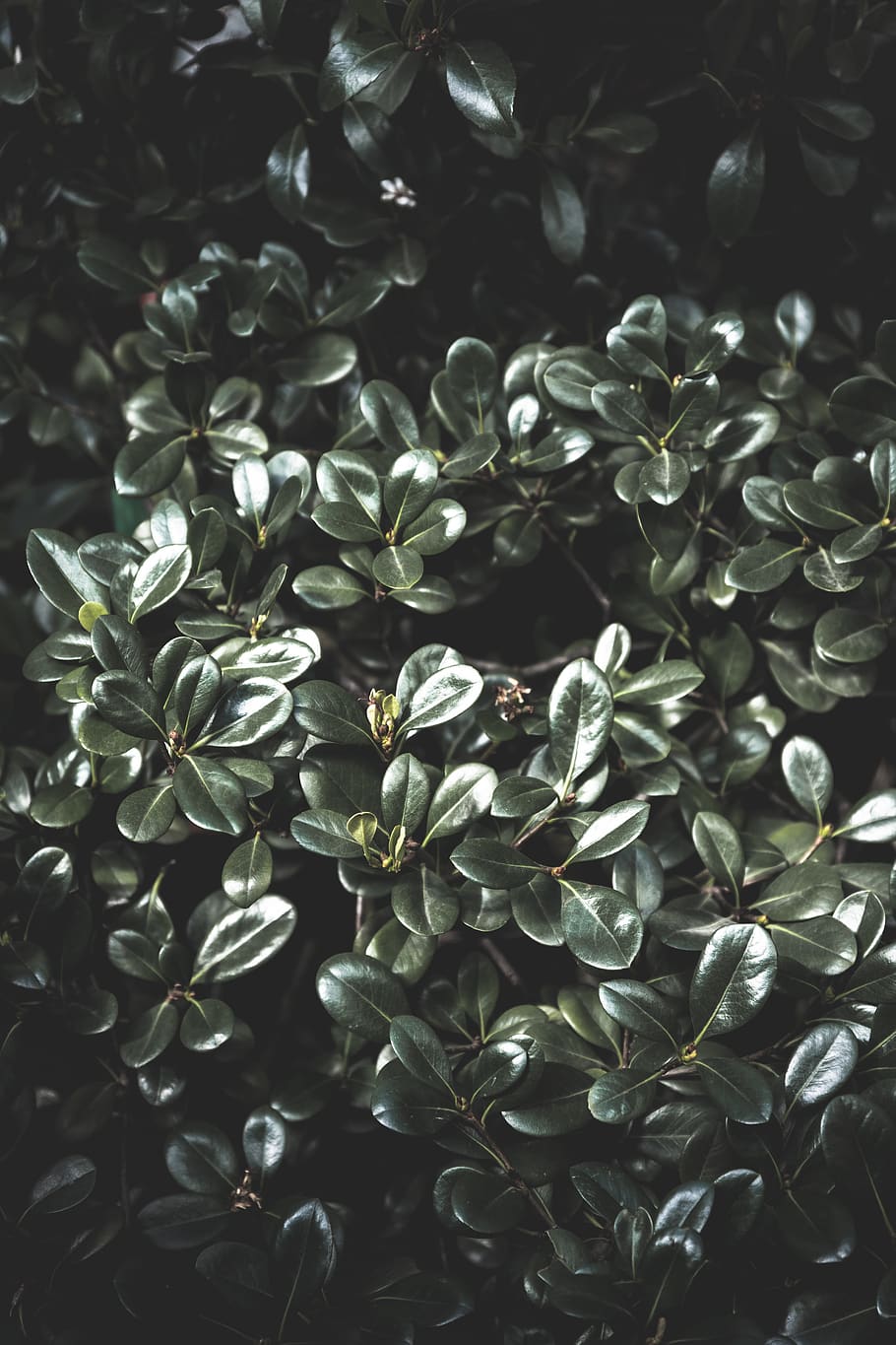 plant, leaf, tree, botanical garten, saint petersburg, russia HD wallpaper