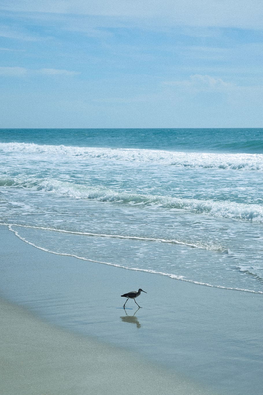 sandpiper on shore during daytime, sea, horizon, water, horizon over water HD wallpaper