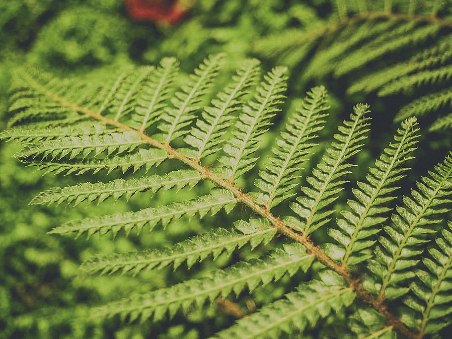 Green Leaf Plant, background, botanical, branch, bright, bunch HD wallpaper