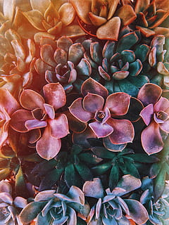 pink and green flower painting, plant, leaf, leaves, cactus, cacti HD wallpaper