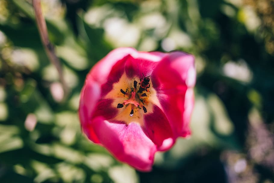 pink, petals, bloom, nature, garden, bokeh, blur, plant, flower HD wallpaper