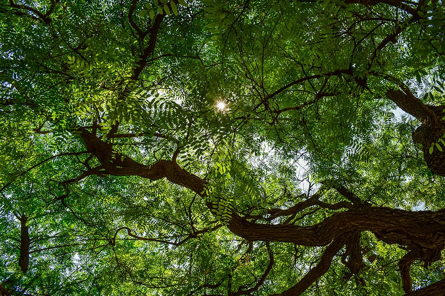 tree, leaves, light, nature, summer, sunshine, sky, plant, branch HD wallpaper