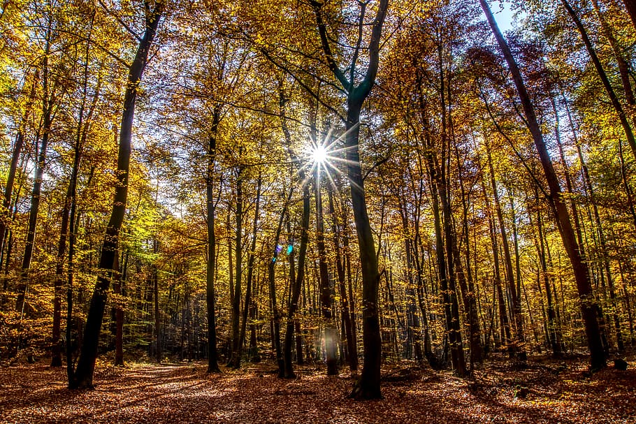 forest, autumn, mood, backlighting, dazzling star, tree, leaves HD wallpaper