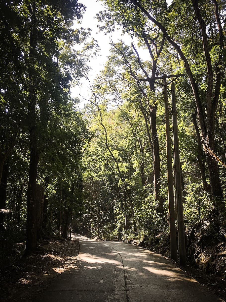 Photography of Roadway Surrounded By Trees, environment, foliage HD wallpaper