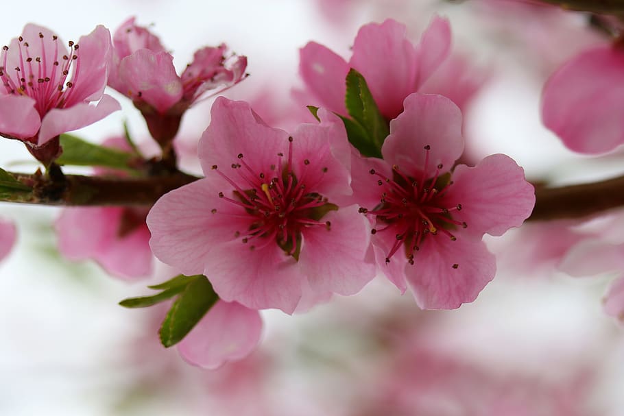 flowers, pink, casey, tree, spring, nice, petals, blooming HD wallpaper