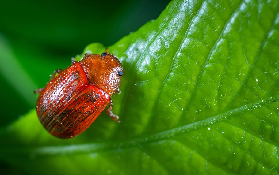 insect, macro, beetle, sheet, green color, close-up, plant part HD wallpaper