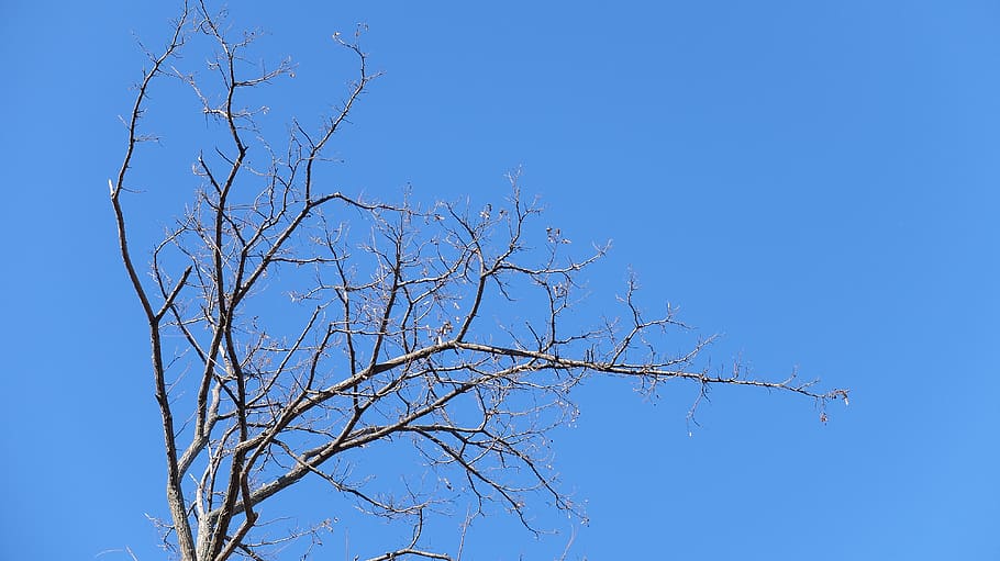 spain, madrid, blue, sky, tree, branches, fuji x30, clear sky HD wallpaper