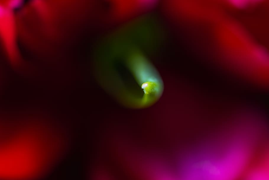light, green, flower, leaf, pink, cute, beautiful, awsome, nature HD wallpaper