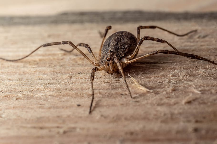 macro, spider, insect, nature, close up, arachnid, creepy, animal themes HD wallpaper