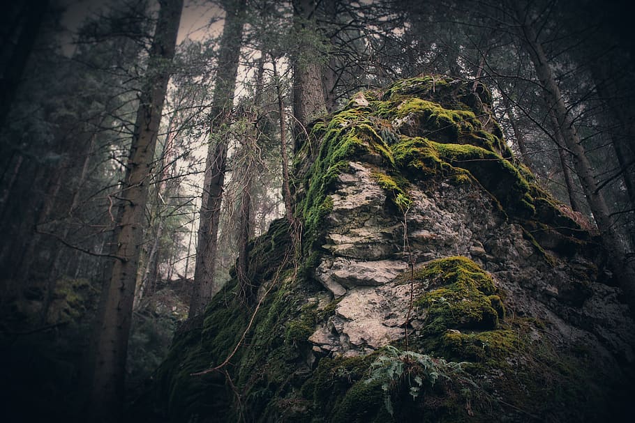 trees, forest, rock, mountain, moss, plant, land, tranquility HD wallpaper