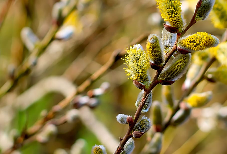 willow catkin, flowers, spring, close up, nature, branches HD wallpaper