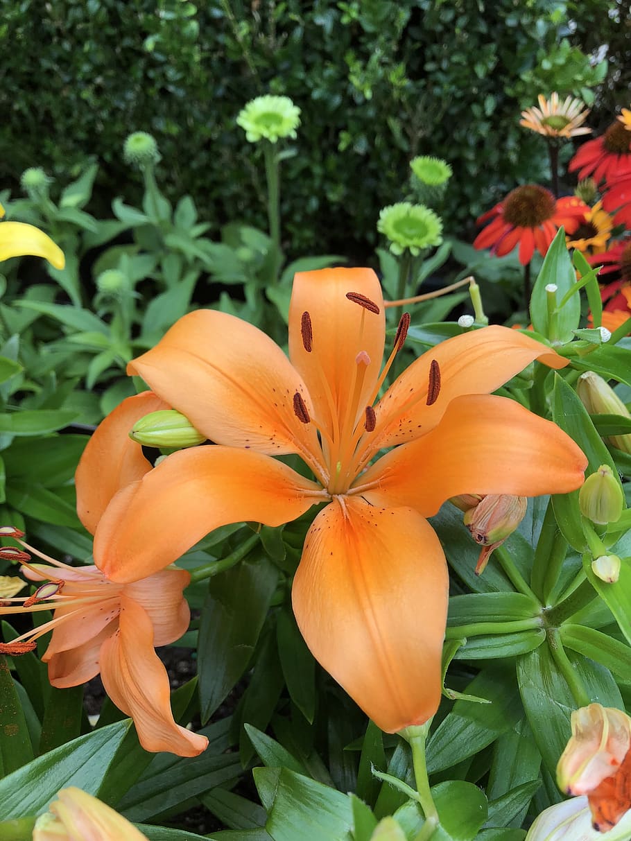 flower, closeup, orange, flowering plant, freshness, beauty in nature HD wallpaper