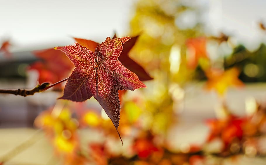 autumn, leaf, maple tree, nature, season, vivid, color, gold HD wallpaper