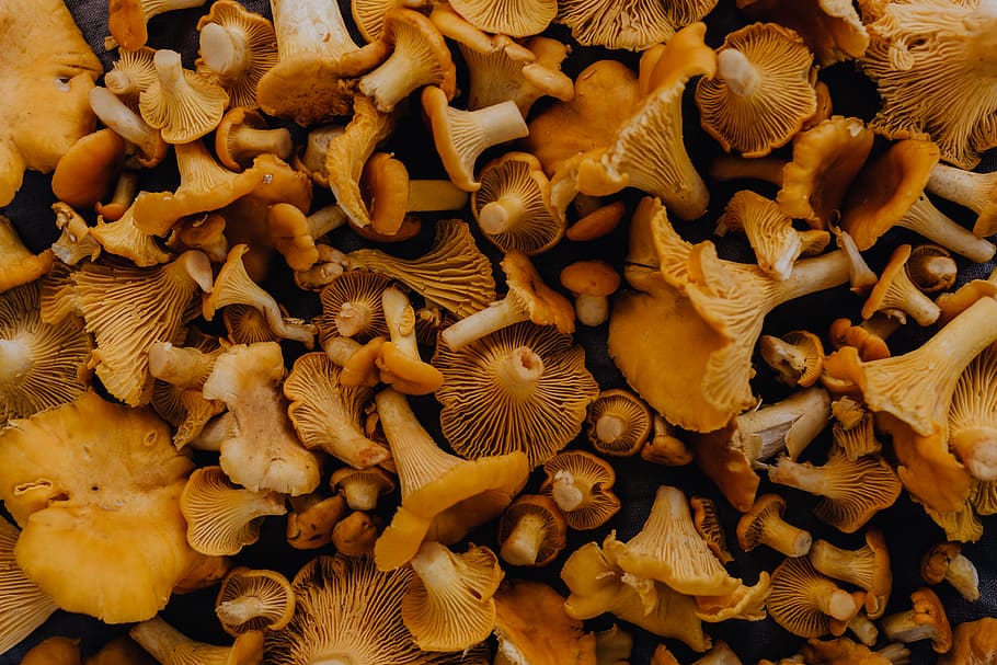 Picking mushrooms chantarelle in the woods, Edible Mushroom, yellow mushrooms
