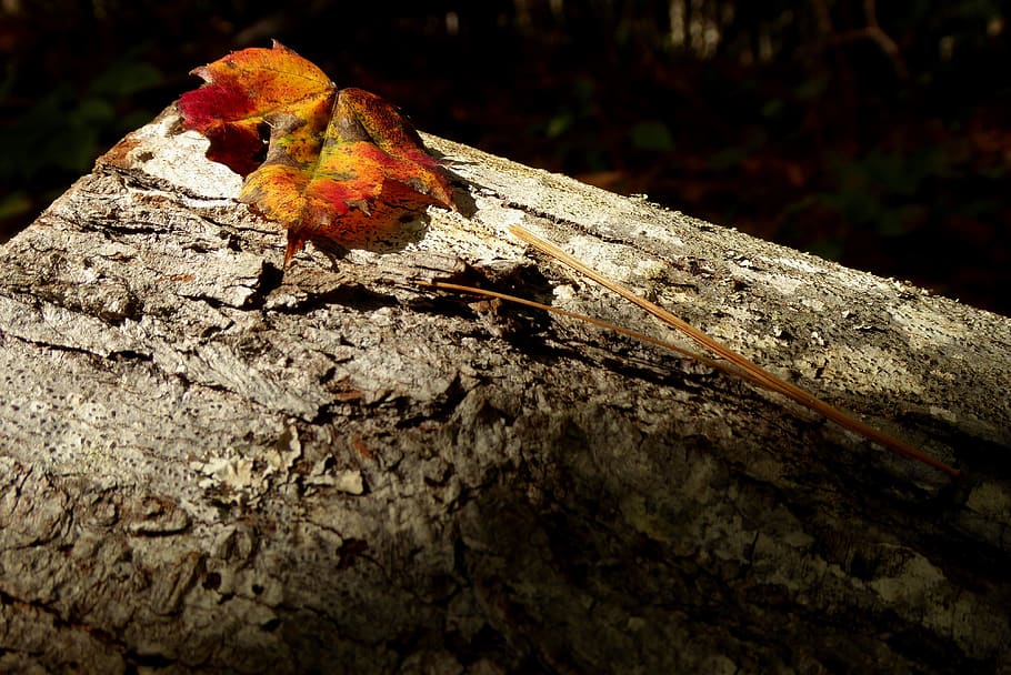 fall, woods, leaf, gold, orange, fire, pine, needles, stump HD wallpaper