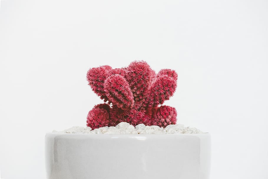 Red Plant on White Pot, botanic, botanical, cacti, cactus, decorative plant HD wallpaper