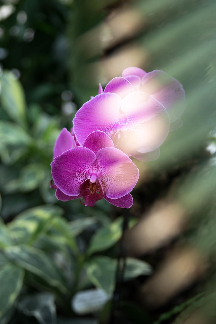 pink moth orchid, plant, flower, blossom, nature, geranium, leaves HD wallpaper