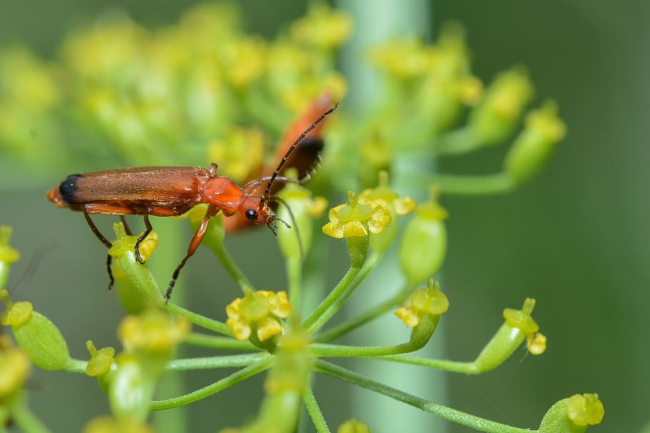 beetle, macro, insect, nature, animal world, flying, red, close up HD wallpaper
