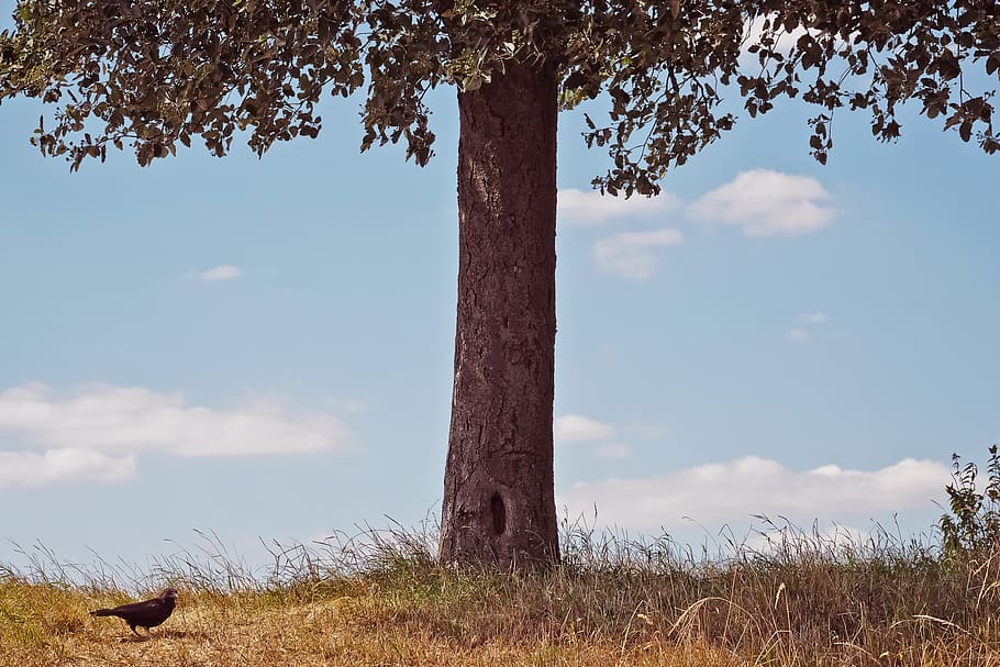 tree, meadow, landscape, nature, grass, rural, summer, sky HD wallpaper